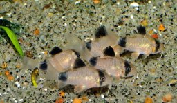 panda_copcu_baligi_Panda _corydoras.jpg