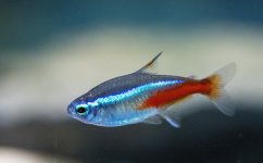 neon-tetra-fish.jpg