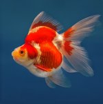 ryukin_gold_fish_2.jpg