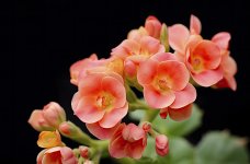 queen_kalanchoe_2.jpg