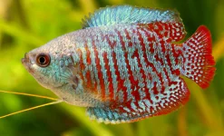 dwarf_gourami.webp