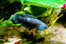 killifish.jpg