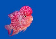 flowerhorn_cichlid_fish.jpg