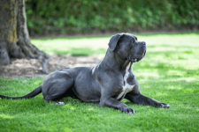 cane_corso.png