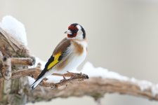 goldfinch-4232130_1920.jpg