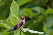 goldfinch-8064742_1920.jpg