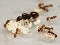 Tetramorium_caespitum_queen_colony_ant.jpg