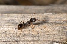 Tetramorium_caespitum.jpg