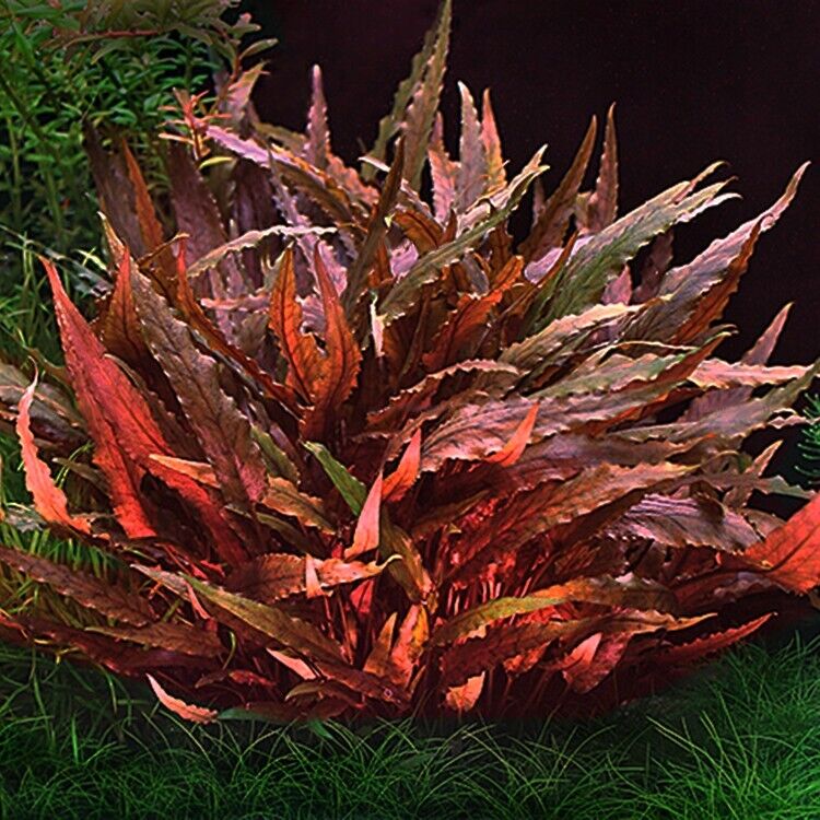 Cryptocoryne _wendtii,.jpg