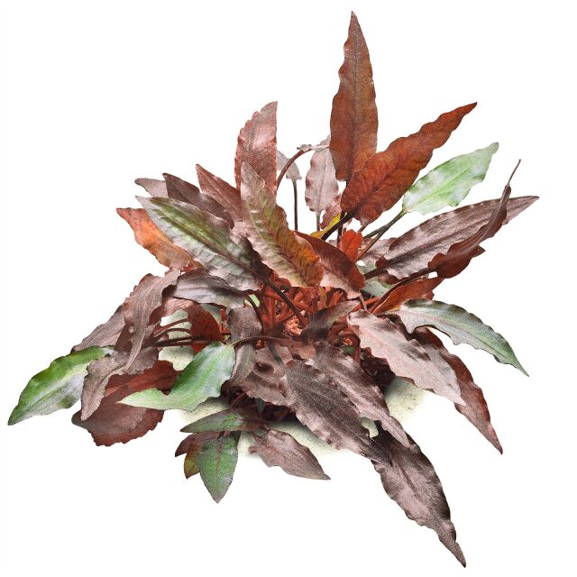 cryptocoryne-beckettii.jpg